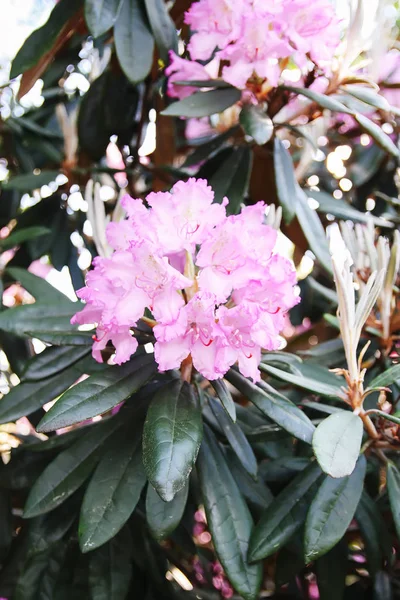 Beautiful Rhododendron flowers in spring park.
