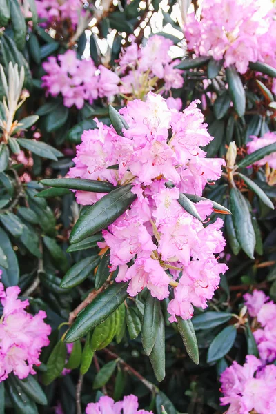 Beautiful Rhododendron flowers in spring park.
