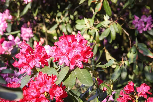 Beautiful Rhododendron flowers in spring park.