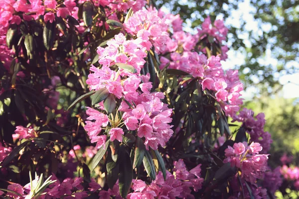 Beautiful Rhododendron flowers in spring park.