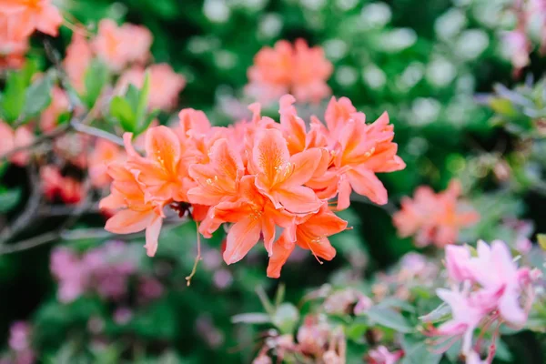 Bahar parkındaki güzel Rhododendron çiçekleri. Azaleas ve Rododendronların Açma Mevsimi.