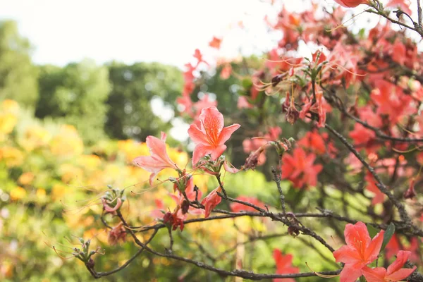 Bahar parkındaki güzel Rhododendron çiçekleri. Azaleas ve Rododendronların Açma Mevsimi.
