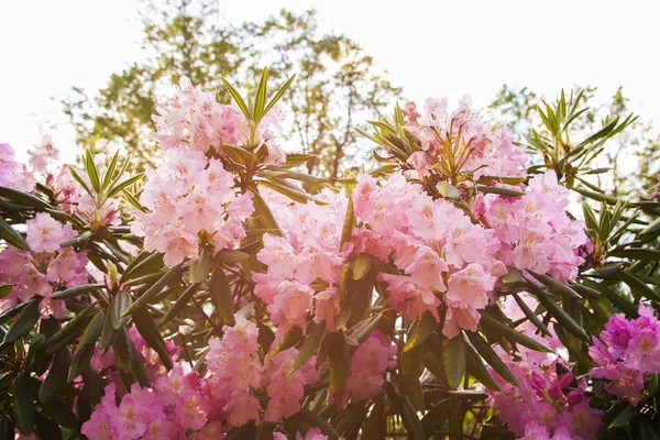 Bahar parkındaki güzel Rhododendron çiçekleri. Azaleas ve Rododendronların Açma Mevsimi.