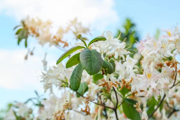 Bahar parkındaki güzel Rhododendron çiçekleri. Azaleas ve Rododendronların Açma Mevsimi.