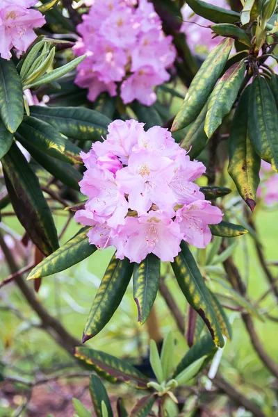 Bahar parkındaki güzel Rhododendron çiçekleri. Azaleas ve Rododendronların Açma Mevsimi.