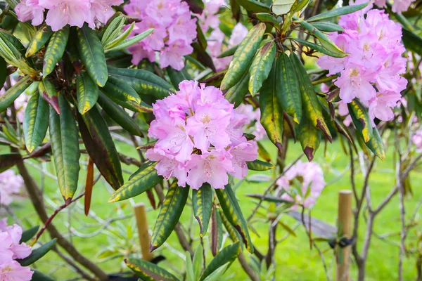 Bahar parkındaki güzel Rhododendron çiçekleri. Azaleas ve Rododendronların Açma Mevsimi.