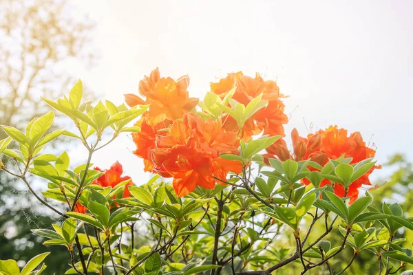Bahar parkındaki güzel Rhododendron çiçekleri. Azaleas ve Rododendronların Açma Mevsimi.