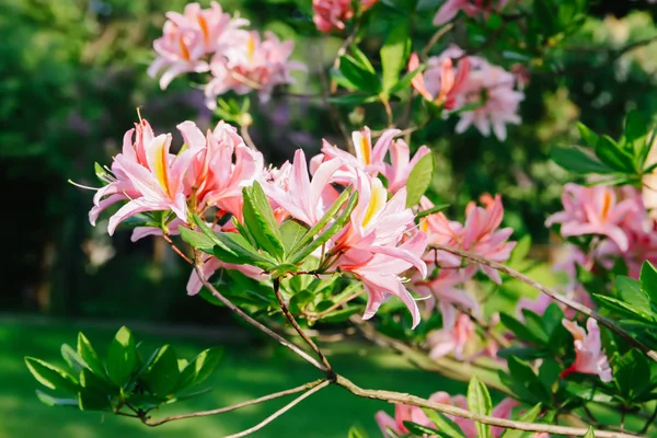 Bahar parkındaki güzel Rhododendron çiçekleri. Azaleas ve Rododendronların Açma Mevsimi.