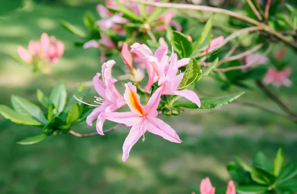 Bahar parkındaki güzel Rhododendron çiçekleri. Azaleas ve Rododendronların Açma Mevsimi.