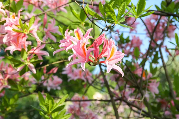 Bahar parkındaki güzel Rhododendron çiçekleri. Azaleas ve Rododendronların Açma Mevsimi.