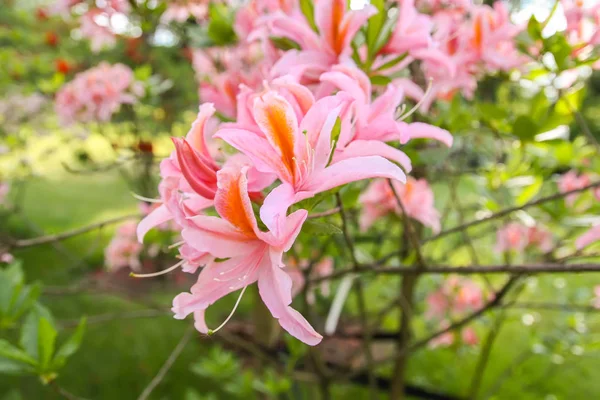 Piękne Kwiaty Rododendronu Wiosennym Parku Sezon Kwitnących Azaleas Rododendronów — Zdjęcie stockowe