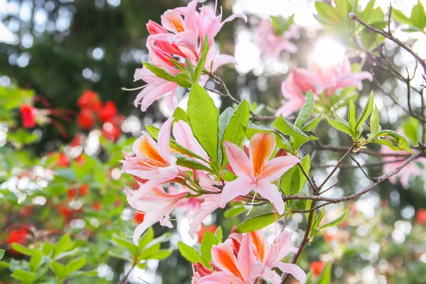 Lindas Flores Rhododendron Parque Primavera Época Florescente Azáleas Rododendros — Fotografia de Stock