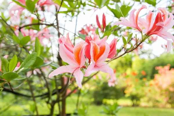 Lindas Flores Rhododendron Parque Primavera Época Florescente Azáleas Rododendros — Fotografia de Stock