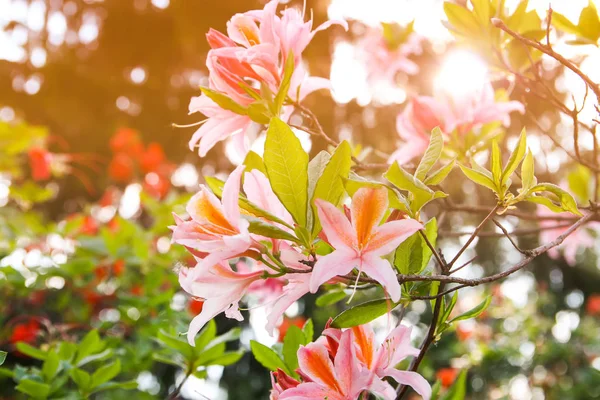 Bahar parkındaki güzel Rhododendron çiçekleri. Azaleas ve Rododendronların Açma Mevsimi.