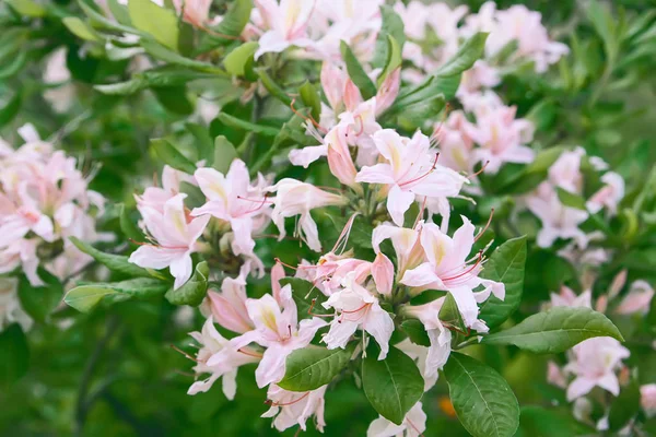 Mooie Rhododendron Bloemen Het Voorjaarspark Het Bloeiende Seizoen Van Azaleas — Stockfoto