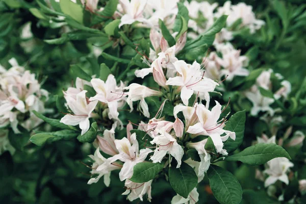 春天公园里美丽的杜鹃花 杜鹃和杜鹃的开花季节 — 图库照片