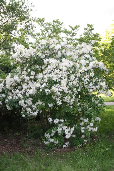 Bahar parkındaki güzel Rhododendron çiçekleri. Azaleas ve Rododendronların Açma Mevsimi.
