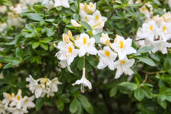 Mooie Rhododendron Bloemen Het Voorjaarspark Het Bloeiende Seizoen Van Azaleas — Stockfoto