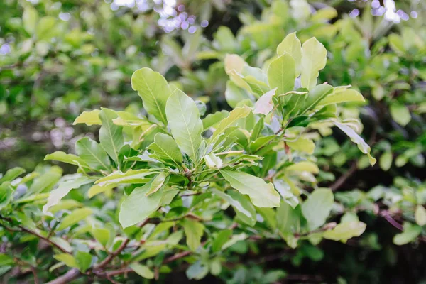 Bahar parkındaki güzel Rhododendron çiçekleri. Azaleas ve Rododendronların Açma Mevsimi.