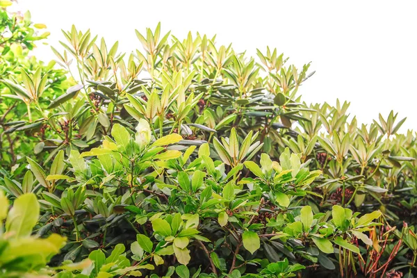 Bahar parkındaki güzel Rhododendron çiçekleri. Azaleas ve Rododendronların Açma Mevsimi.