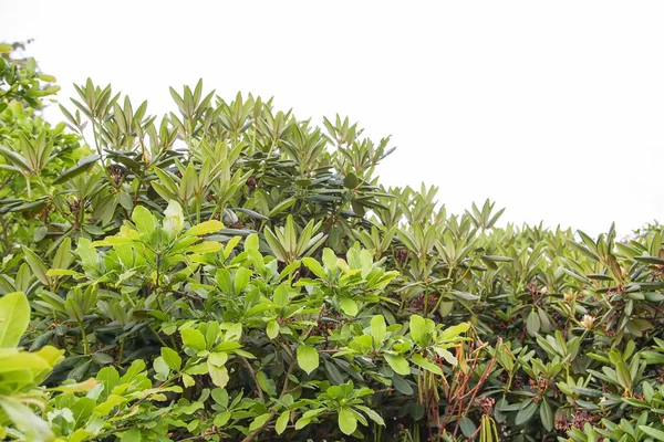 Bahar parkındaki güzel Rhododendron çiçekleri. Azaleas ve Rododendronların Açma Mevsimi.