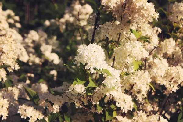 Petites Fleurs Blanches Sur Buisson Dans Parc Printemps Deutzia Lemoinei — Photo
