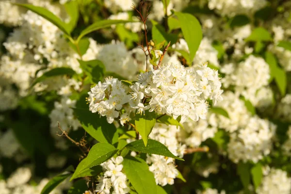 Kleine Witte Bloemen Een Struik Het Voorjaar Park Installatie Deutzia — Stockfoto