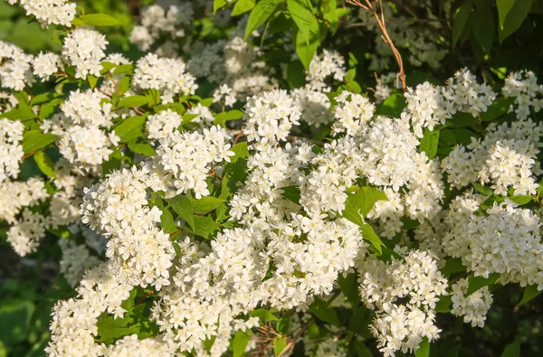 Bahar parkındaki çalılıkta küçük beyaz çiçekler. Deutzia lemoinei bitkisi.