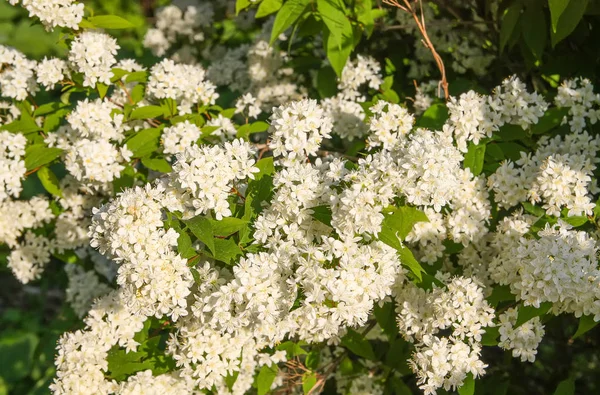 Pequeñas Flores Blancas Arbusto Parque Primavera Deutzia Lemoinei Planta —  Fotos de Stock