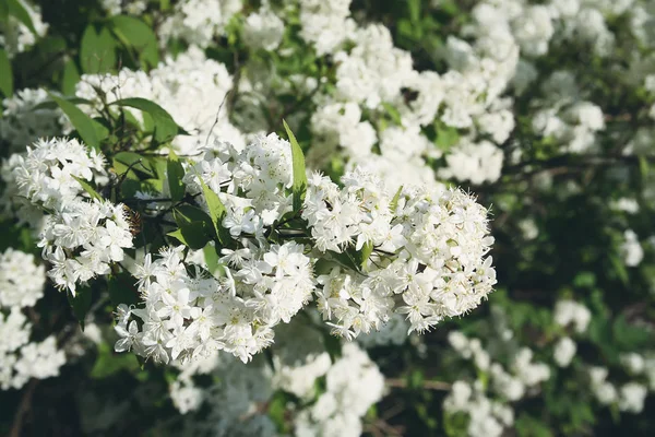 Kleine Witte Bloemen Een Struik Het Voorjaar Park Installatie Deutzia — Stockfoto