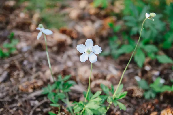 Bahar parkında beyaz çiçekler.