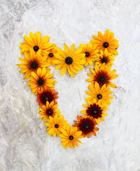 Çiçek kompozisyon geçmişi. Siyah gözlü Susan veya Rudbeckia Hiro bitkisi, kahverengi Betty, görkemli papatya, altın Kudüs.