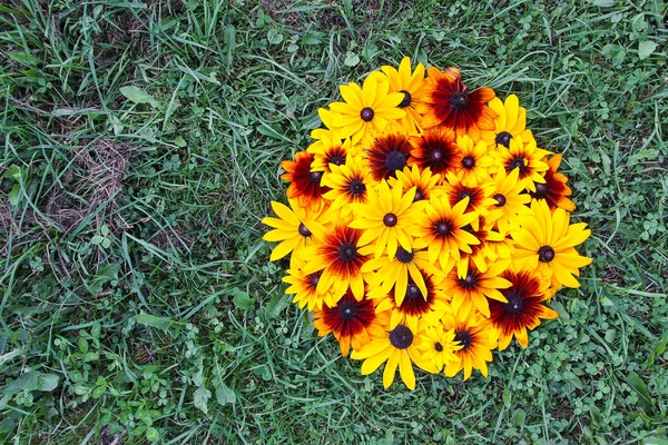Virágkompozíció Háttér Fekete Szemű Susan Vagy Rudbeckia Hirta Növény Barna — Stock Fotó
