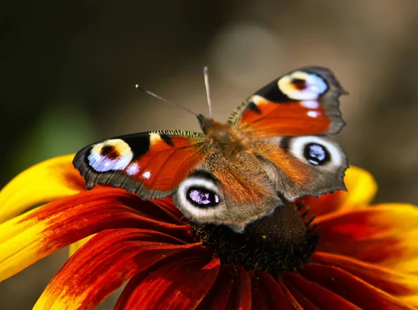 Petit Papillon Assis Sur Fleur Dans Champ Été — Photo