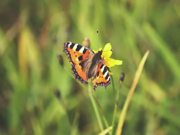 Petit Papillon Assis Sur Fleur Dans Champ Été — Photo