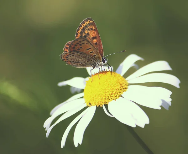 Petit Papillon Assis Sur Fleur Dans Champ Été — Photo