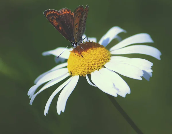 Petit Papillon Assis Sur Fleur Dans Champ Été — Photo