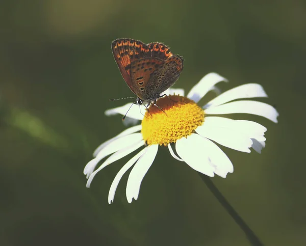Petit Papillon Assis Sur Fleur Dans Champ Été — Photo