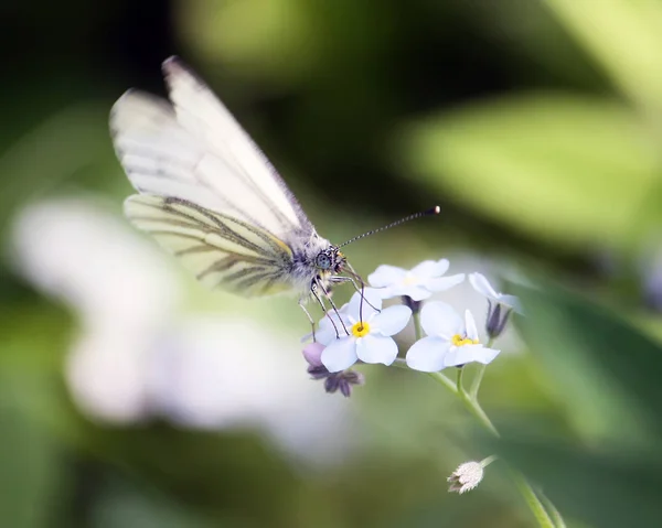 Petit Papillon Assis Sur Fleur Dans Champ Été — Photo
