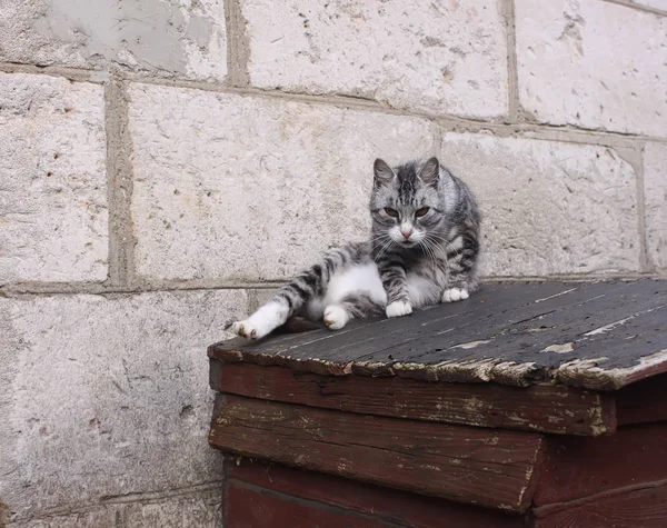 緑の目の猫座ってオンザ木製の家屋外 — ストック写真