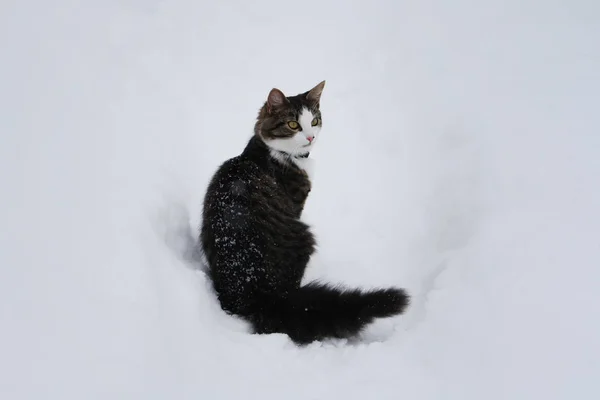 Gato Fofo Preto Branco Sentado Neve Fundo Casa Rural — Fotografia de Stock