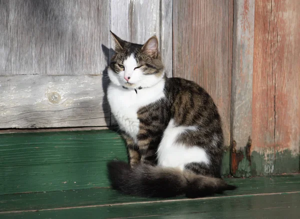 Zwart Witte Kat Zit Zonlicht Houten Planken — Stockfoto