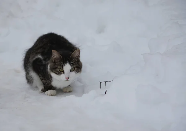 Zwart Witte Kat Gevangen Een Spitsmuis — Stockfoto