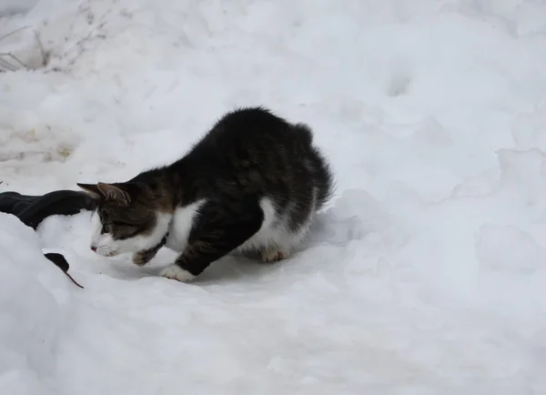 Zwart Witte Kat Gevangen Een Spitsmuis — Stockfoto