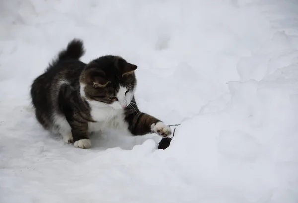 Schwarz Weiße Katze Gefangen Eine Spitzmaus — Stockfoto