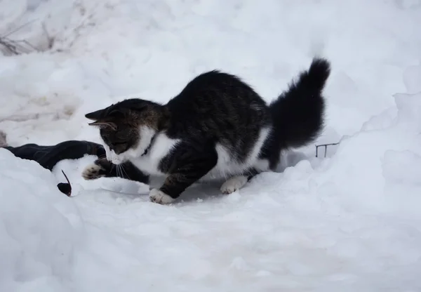 Schwarz Weiße Katze Gefangen Eine Spitzmaus — Stockfoto