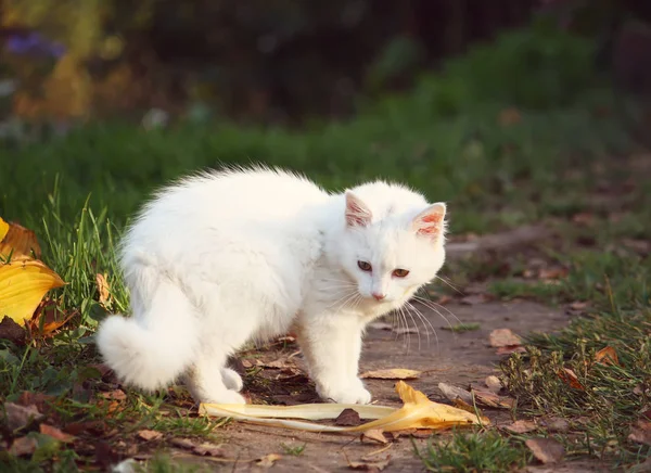 Gato Blanco Esponjoso Jardín Otoño —  Fotos de Stock