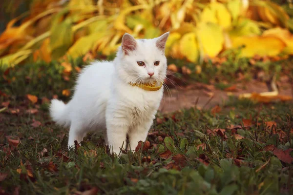 Vit Fluffig Katt Höstträdgården — Stockfoto