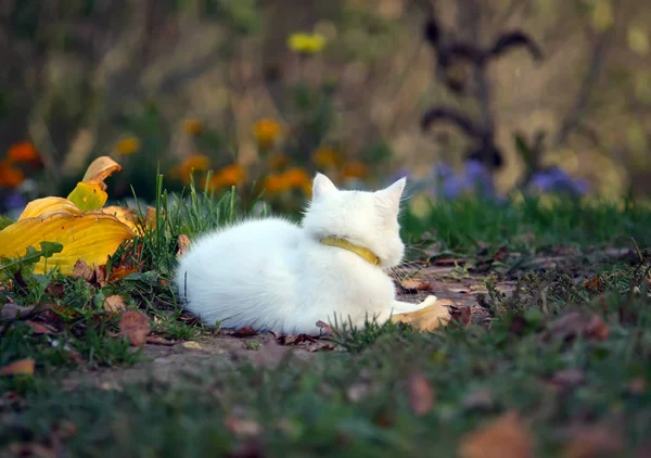 Sonbahar Bahçesinde Beyaz Tüylü Kedi — Stok fotoğraf