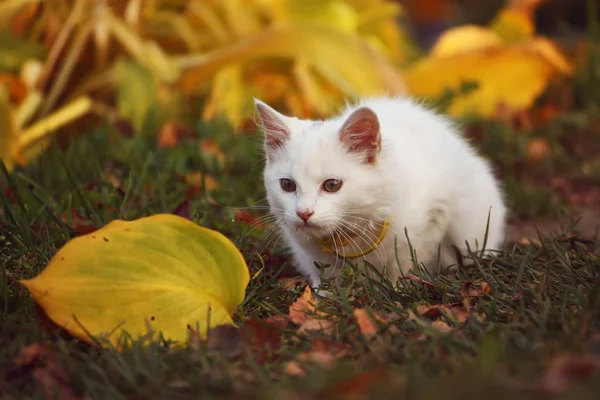 Biały Puszysty Kot Jesiennym Ogrodzie — Zdjęcie stockowe